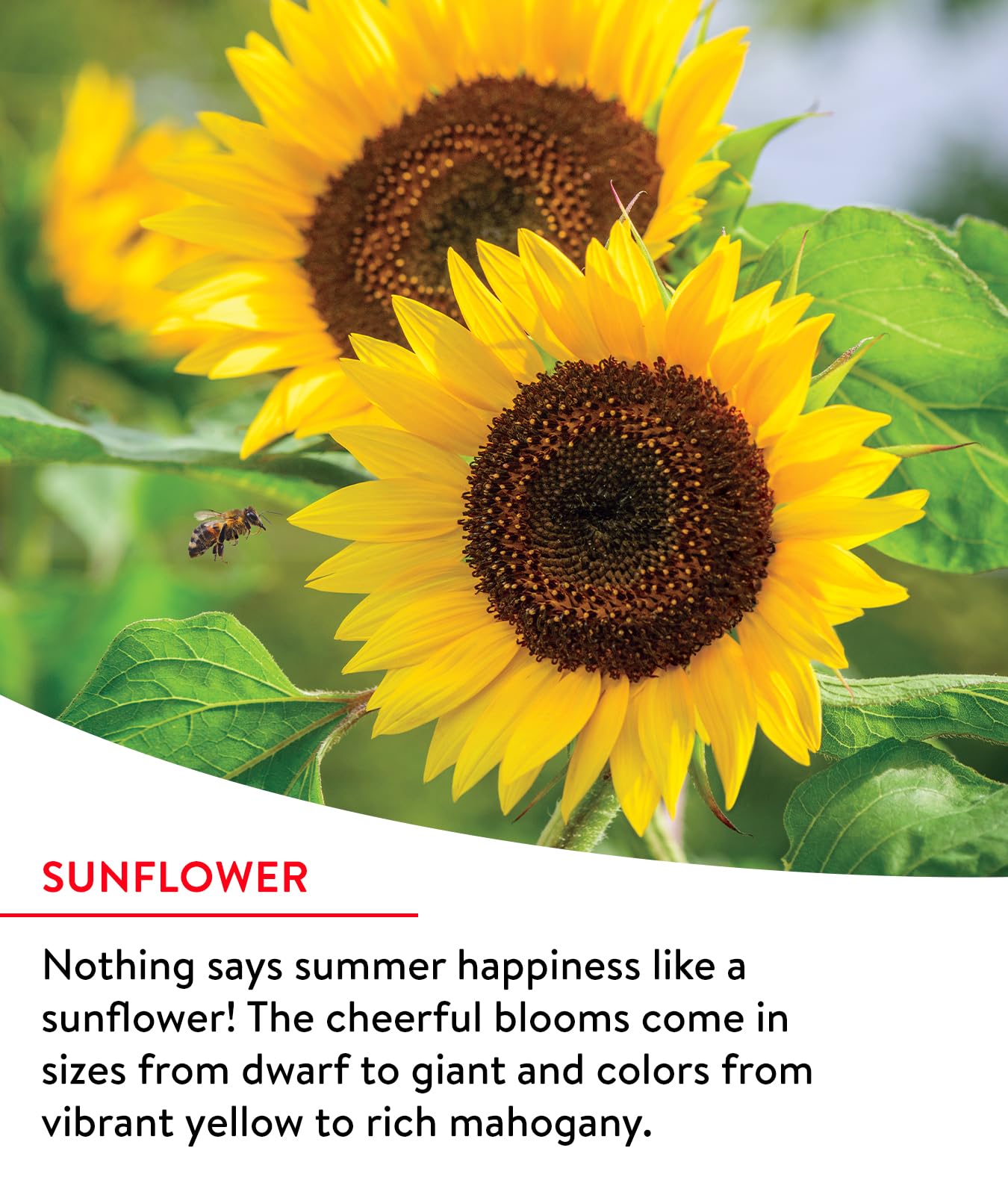 flower seed for garden