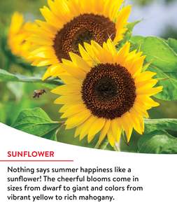 خليط زهور برية للحدائق المنزلية سهل النمو وغير معدل وراثيًا سريع الإزهار، تشكيلة من 14 نوعًا في كيس واحد، يمكن استخدامه مع الزهور الاصطناعية - Product Image 3