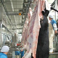 Abattoir Halal certifié, équipement d'abattage de bétail