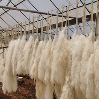 YAYUN CH2041 Bunga Kering Alami Rumput Pampas Besar untuk Dekorasi Pernikahan
