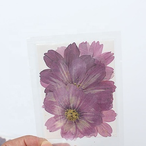 M044 Whole Sale Mixed Dry Purple Cosmos Pressed <strong>Flowers</strong> Natural Real Dried <strong>Flower</strong> <strong>Press</strong> for Wedding Card Making Mother's Day - Product Image 5
