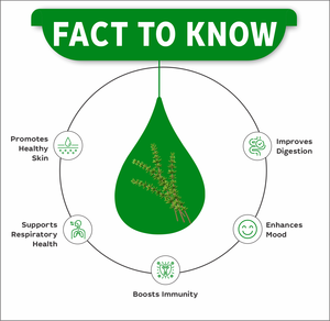 THYME EXTRACT DROPS |Thymus vulgaris | Respiratory support, antimicrobial, immunity | 10ml <b>dropper</b> <b>bottles</b> - Product Image 6