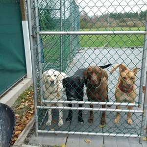 Customized Steel Pet <strong>Kennel</strong> Cage Crate Walk-in Boarding <strong>Kennel</strong> Multiple <strong>Outdoor</strong> Large <strong>Dog</strong> <strong>Kennels</strong> - Product Image 6