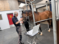Endoscope gastro-intestinal flexible médical pour animaux de compagnie de nouvelle génération Inspection d'endoscope de caméra Usb