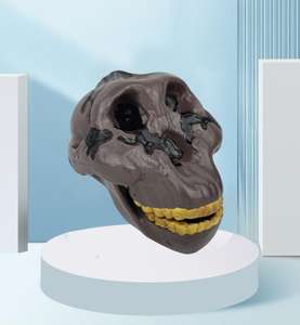 Modelo de Enseñanza de Cráneo de Australopithecus Boisei a Tamaño Real - Anatomía de <span class=keywords><strong>la</strong></span> Evolución Humana para Educación en Antropología y Biología - Product Image 4