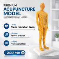 Modèle d'acupuncture du corps humain de 53 cm, modèle pédagogique chinois des points de pression pour les acupuncteurs, CE/ISO