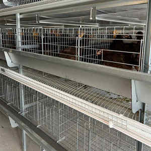 Tam otomatik galvanizli horoz kafesi tavuk çiftliği ekipmanları besleme sistemi hayvancılık tavuk kafesi tel makinesi Broiler yatıyordu - Product Image 4