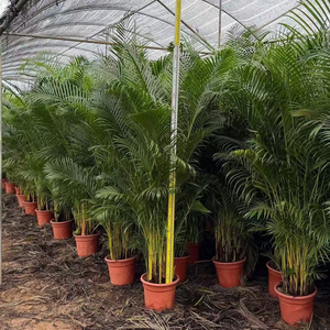 Palmera Dypsis <span class=keywords><strong>Lutescens</strong></span> Bonsái Natural Premium en Venta, Proveedor de Plantas Vivas de Vivero, Decoración para Hogar, Oficina y Hotel - Product Image 1