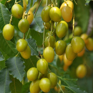 زيت النيم النقي العضوي النباتي الخالي من الهكسان المعصور على البارد غير المكرر لنمو الشعر من المصنع - Product Image 2