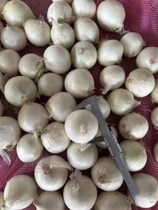 Bán Buôn Hành Tây Tròn Giá Mỗi Tấn Hành Đỏ Hành Vàng Trung Quốc Rau Tươi - Product Image 5