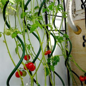 Xoắn ốc cà chua Cổ Phần/Cà chua Stent/nhà máy phát triển hỗ trợ dây - Product Image 2