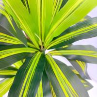 Plante artificielle Dracaena Fragrans de 180 cm, feuilles de sabre variegées, pour la décoration de café, boutique, hôtel, hall d'entrée, événements