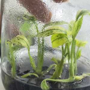 稀有龟背竹杂色组织培养植物 - 3-5厘米，实验室栽培，独特的收藏级叶材，经过植物认证 - Product Image 4