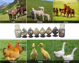 Yihua — <span class=keywords><strong>presse</strong></span> <span class=keywords><strong>à</strong></span> croissance de poulet, alfa populaire, 500Kg/heure, alimentation des poules, en vente - Product Image 4