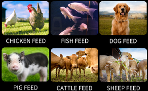 Trung Quốc Sản Xuất Động Vật Nhỏ Thức Ăn Pellet Làm Máy Nhà Máy Giá Gà Pelletizer Thức Ăn Máy Móc Chế Biến Mexico Nhật Bản - Product Image 6