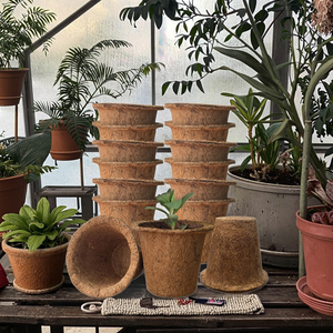 Fourniture directe d'usine plante verte bonsaï fournitures <span class=keywords><strong>de</strong></span> jardinage cocotier semis tasses <span class=keywords><strong>fibre</strong></span> <span class=keywords><strong>de</strong></span> plante pour les semis - Product Image 5