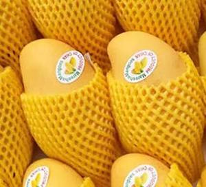 <strong>mango</strong> Fruit Cover Foam <strong>Net</strong> - Product Image 1
