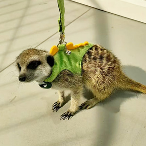 調節可能な高級フェレットウサギハーネス小動物フェレット豚ハリネズミ屋外ウォーキングリーシュセットかわいい装飾 - Product Image 1