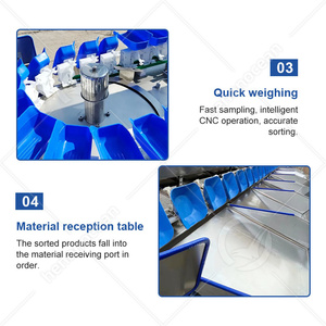 OCEAN Fish Tomate Taille Trier Niveleuse Fruit Pomme Olive Ananas Trieur De Poids Machine à Vendre - Product Image 4