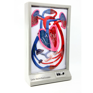 Modèle de rythme cardiaque et de circulation sanguine, équipement d'expérimentation biologique, aide pédagogique électrique pour démonstration dynamique, pour les jeunes. - Product Image 3