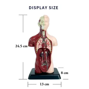 High Quality Cheap Price Human Organ Model Toys For School