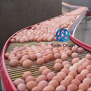 Rantai konveyor telur unggas dimensi kustom rantai pengumpul telur sistem konveyor peternakan ayam - Product Image 3