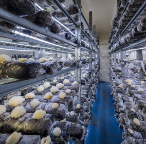 Système <span class=keywords><strong>de</strong></span> <span class=keywords><strong>culture</strong></span> <span class=keywords><strong>de</strong></span> champignons en conteneur intelligent à contrôle climatique, ferme verticale <span class=keywords><strong>de</strong></span> 40 pieds, maison <span class=keywords><strong>de</strong></span> <span class=keywords><strong>culture</strong></span> <span class=keywords><strong>de</strong></span> champignons - Product Image 3