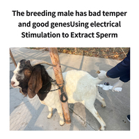Électroéjaculateur pour animaux, machine de collecte de sperme, équipement vétérinaire d'électroéjaculation pour la collecte de sperme