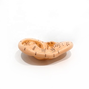 Modèle d'oreille en PVC pour acupuncture, modèle anatomique médical pour points d'acupuncture auriculaires, <span class=keywords><strong>patch</strong></span> auriculaire, massage des zones réflexes - Product Image 3