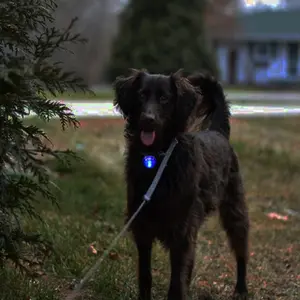 โคมไฟปลุกความปลอดภัยสําหรับสัตว์เลี้ยง LED รอบสุนัขเปล่งแสงจี้คลิปแท็กคงที่จี้ป้องกันการชนกันป้องกันการสูญเสีย