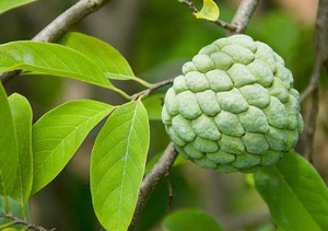 Extrait de Graviola naturel, vente en gros, d'usine - Product Image 2