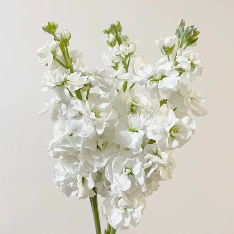 Blanc