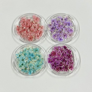 Venta <span class=keywords><strong>al</strong></span> <span class=keywords><strong>por</strong></span> <span class=keywords><strong>mayor</strong></span> a granel Mini Nail Art <span class=keywords><strong>Flores</strong></span> <span class=keywords><strong>secas</strong></span>, plantas coloridas <span class=keywords><strong>flores</strong></span> prensadas naturales, usable Nail Art <span class=keywords><strong>Flores</strong></span> reales Diy Nail - Product Image 3