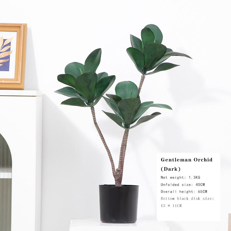 กล้วยไม้สุภาพบุรุษฉ่ำ (มืด)