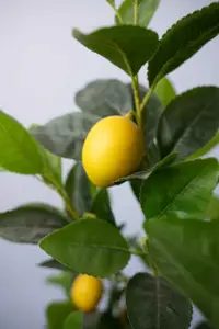 120cm Citrus Simulated Plastics Plants Odorless Manufacturer Home Ornamental Garden Decor Bonsai Realistic Artificial Lemon Tree