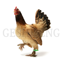 Anneaux de pied de poulet en plastique à prix d'usine, bande de fixation pour pattes de volaille