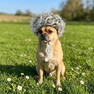 Peluca rizada universal HLC para perros y gatos, accesorio de pelo para mascotas para juegos de rol, fiestas, reuniones, accesorios para fotos y desfiles. - Product Image 1