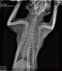 รับประกัน 2 ปี ยี่ห้อ Careview ขนาด 1417/1717 นิ้ว เครื่องตรวจจับภาพเอ็กซ์เรย์แบบแผ่นเรียบพร้อมฟังก์ชัน <span class=keywords><strong>AED</strong></span> ซอฟต์แวร์สำหรับคนและสัตว์ ภาพคมชัดระดับ HD - Product Image 5