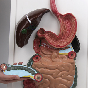 Modèle du tube digestif humain, organes anatomiques, système digestif, estomac, section transversale, nasopharynx, larynx, petit modèle - Product Image 1