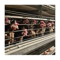 Nouvel équipement d'élevage avicole Tianrui, cage automatique pour poules pondeuses de type H en acier galvanisé, haute capacité