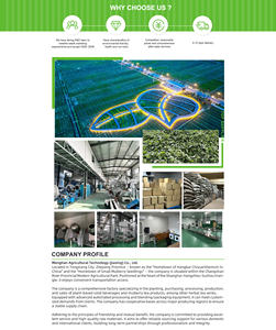 Chá de Folha de Amora Crua AD 100% Natural Orgânico Seco, Chá de Erva Única Tianbai 500g Verde para Saúde e Bem-Estar - Product Image 6