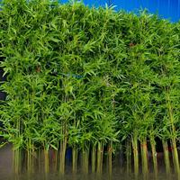 Bambu Buatan untuk Dekorasi Interior, Partisi, dan Penataan Lanskap Taman Halaman