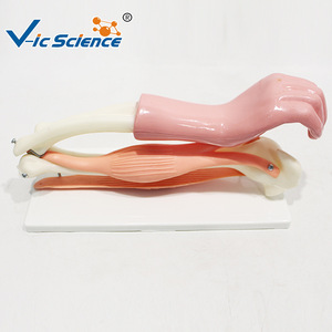 Modèle d'anatomie musculaire de l'articulation du coude ; outil pédagogique pour l'étude du mouvement musculo-squelettique des membres supérieurs humains. - Product Image 1