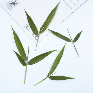 Feuilles de bambou entières séchées pressées naturelles avec tiges pour la fabrication de bougies, l'intégration de savons et l'artisanat en résine époxy - Product Image 3