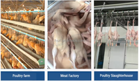 Équipement de nettoyage pour plumeuse à poulet, machine à épiler commerciale automatique en acier pour poulets et canards