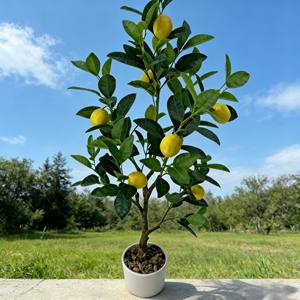 Citronnier artificiel, arbre artificiel, arbre fruitier artificiel, citronnier - Product Image 6