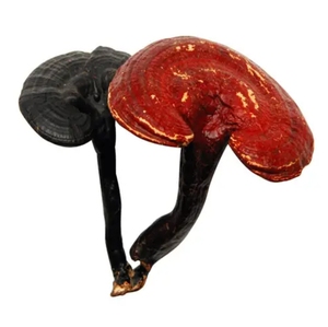 Trung Quốc quý các loại thảo mộc lỏng tư nhân labal Lucid <span class=keywords><strong>Ganoderma</strong></span> khô linh chi Nấm Hoang Dã phát triển tự nhiên thu hoạch - Product Image 2