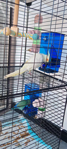 Автоматическая водяная клетка, кормушка для птиц с подставкой, Пластиковый Дозатор для еды, акриловый прозрачный/Синий, автоматическая заправка для попугаев - Product Image 5