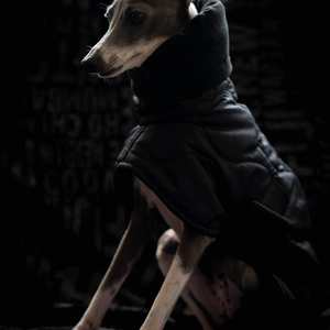 Nuevo <span class=keywords><strong>Abrigo</strong></span> de Invierno para Perros, de Algodón, con Cinturón y Capa, para Whippets, Galgos Italianos y Bellingtons, Cálido y Grueso - Product Image 2