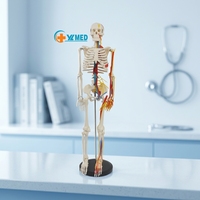 Modelo de Huesos de Anatomía Humana para Enseñanza Médica, 85 cm, con Nervios y Vasos Sanguíneos, Escala 1:2, Tamaño Real